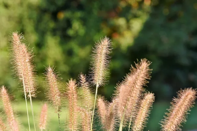 All Natural Reed Diffusers