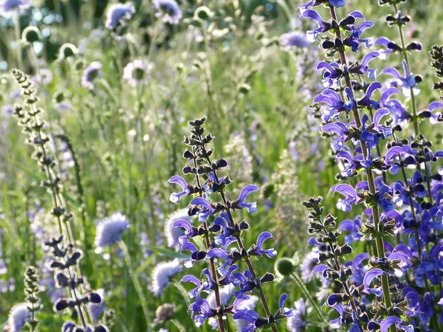 Fragrance Oils