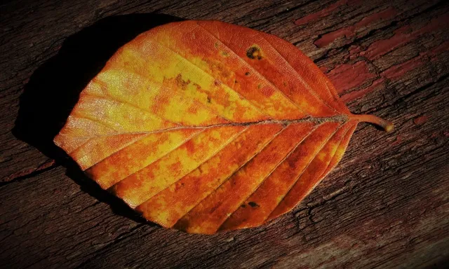 Sweet Autumn Fall Collection