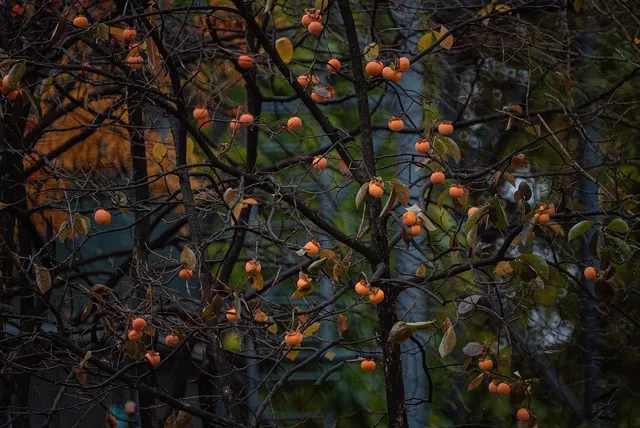 Sweet Autumn Fall Collection