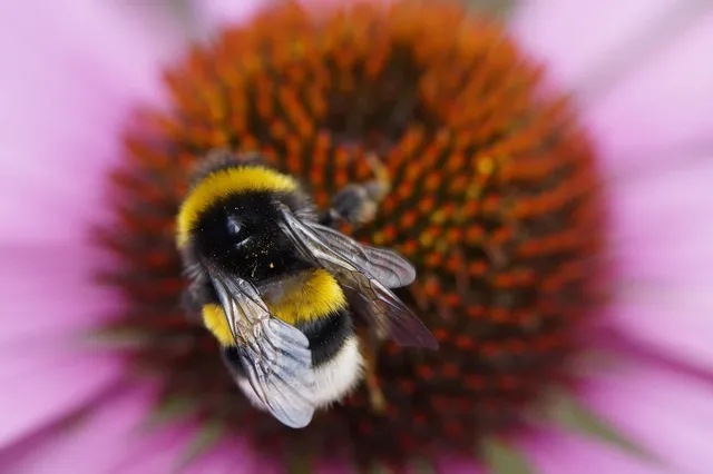 Nectar & Shine
